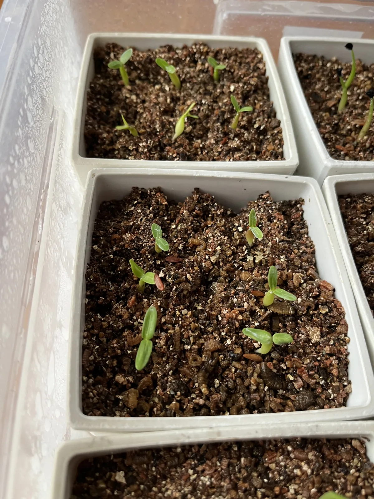 Pachypodium rosulatum var. gracilius (パキポディウム グラキリス)