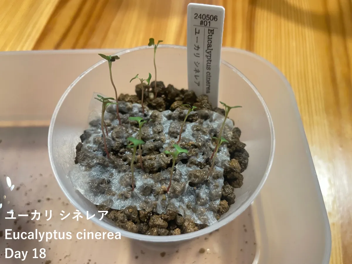 Eucalyptus websteriana Heart Leaf Eucalyptus (ユーカリ ウェブステリアナ)