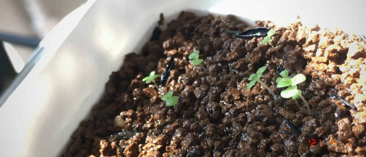 Sinningia leucotricha (シンニンギア レウコトリカ 断崖の女王)