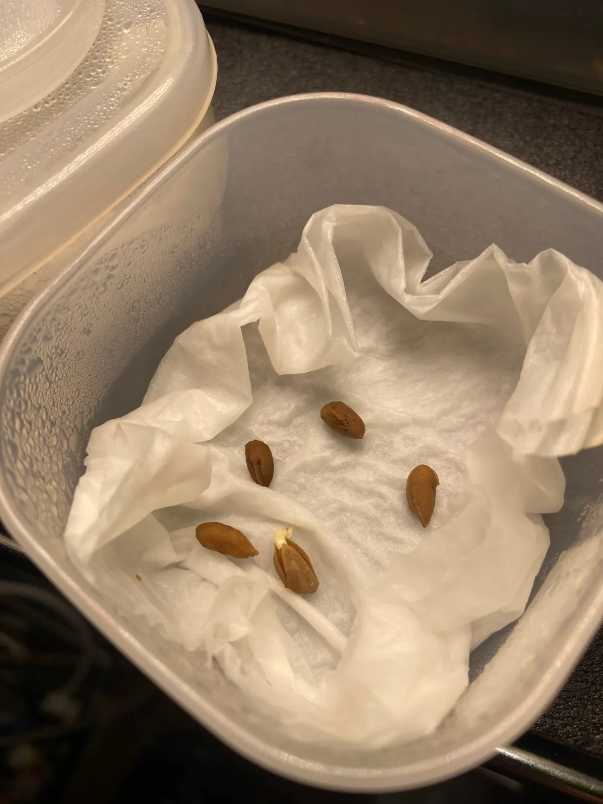 Cyphostemma juttae (キフォステンマ ユッタエ)