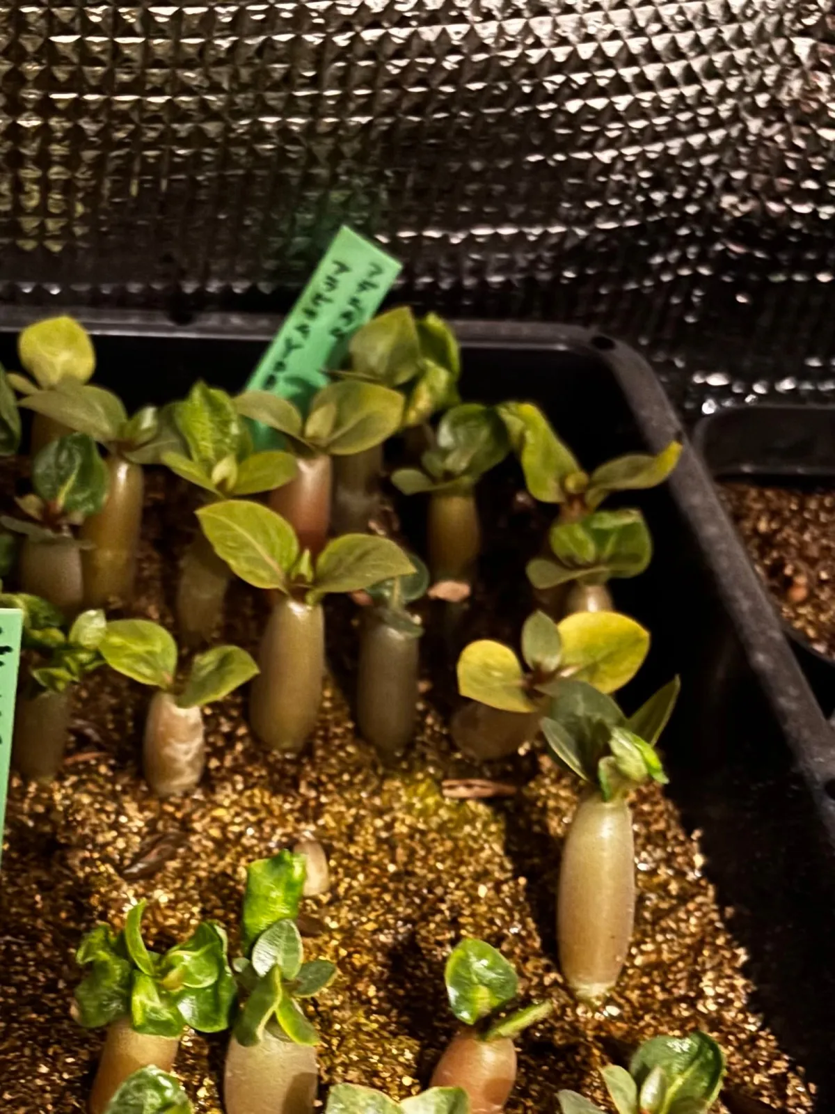 Adenium arabicum (アデニウム アラビカム)