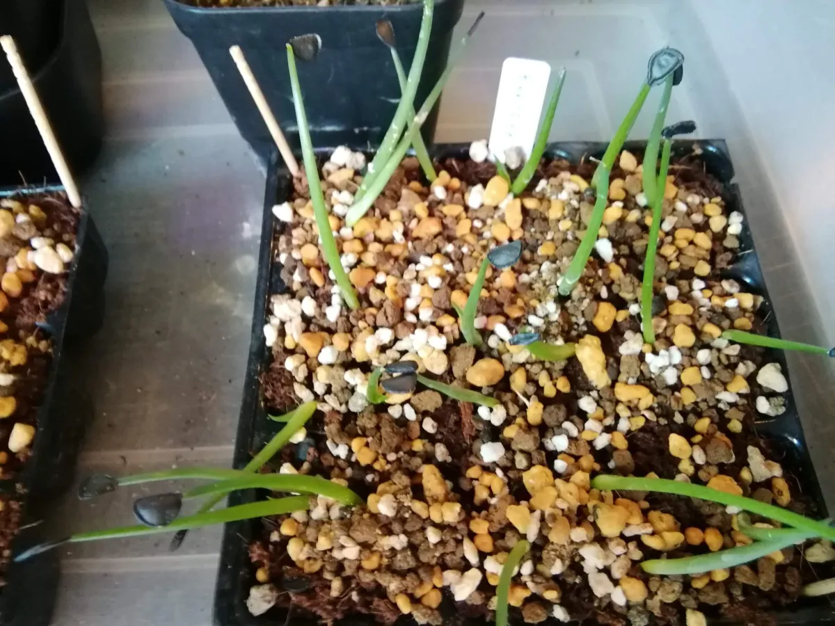 Agave flexispina (アガベ フレキシスピナ)