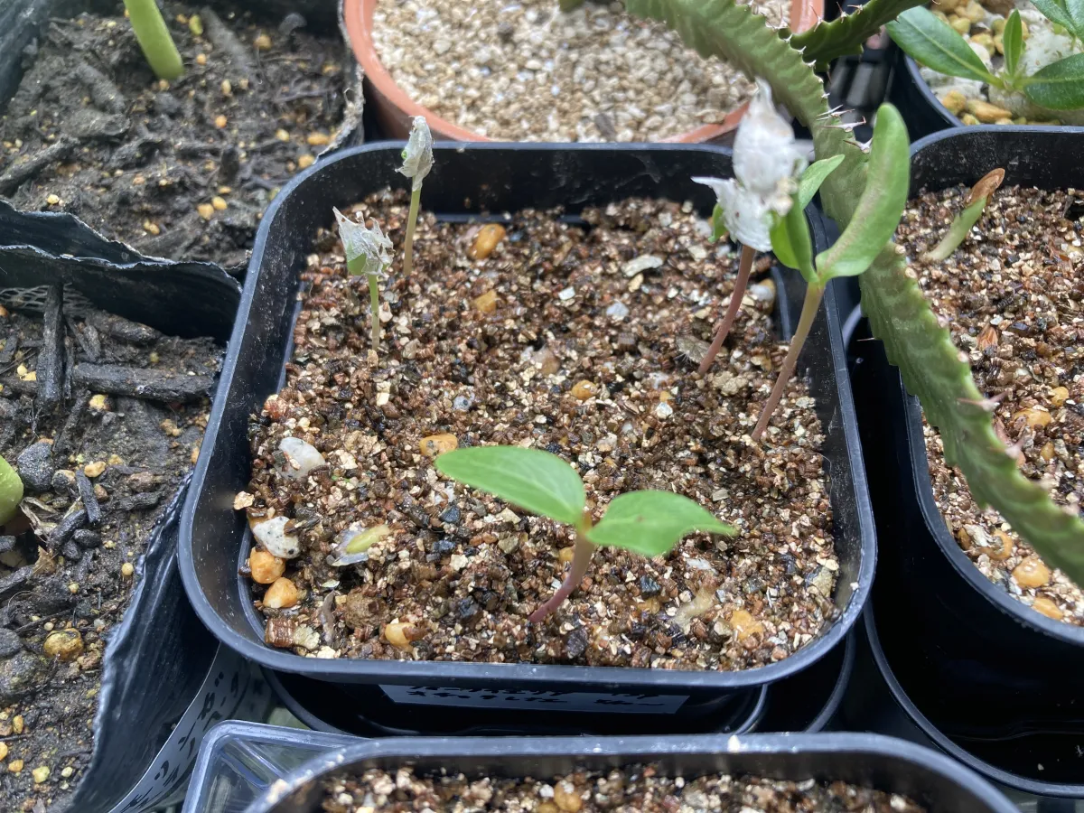 Fouquieria ochoterenae (フォークイエリア オコトテレナエ)