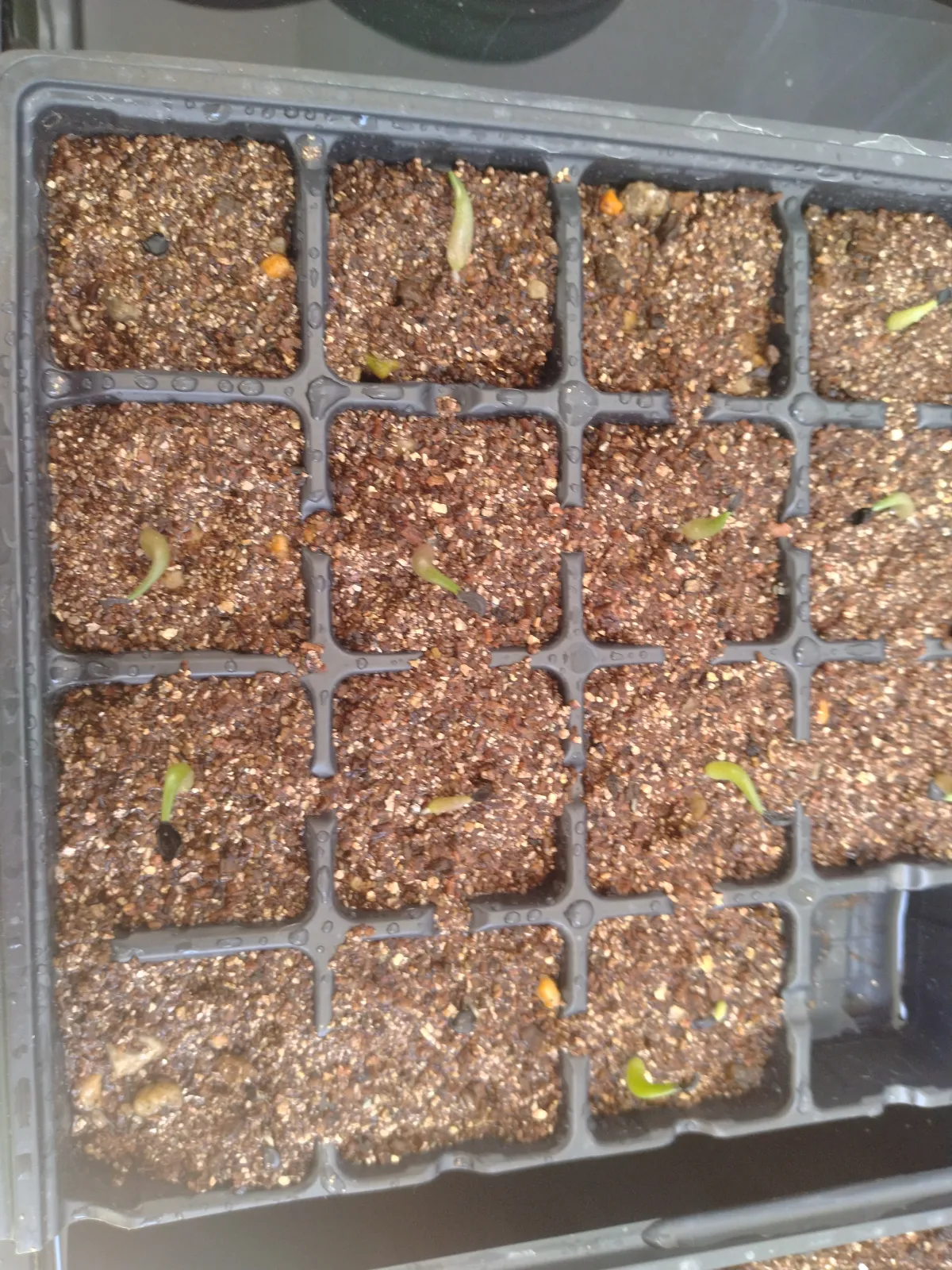 Agave titanota 'Blue' (アガベ チタノタブルー)