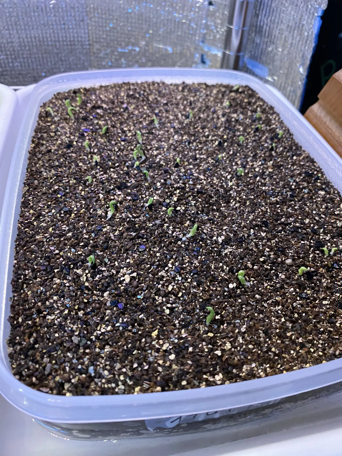 Agave oteroi (アガベ オテロイ)