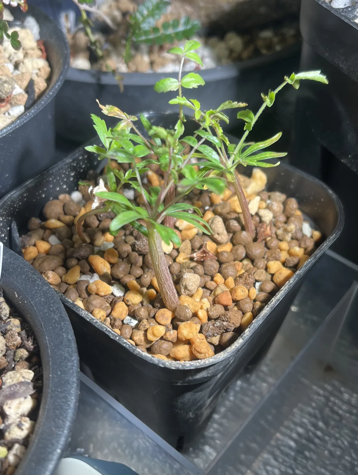 Boswellia neglecta (ボスウェリア ネグレクタ)