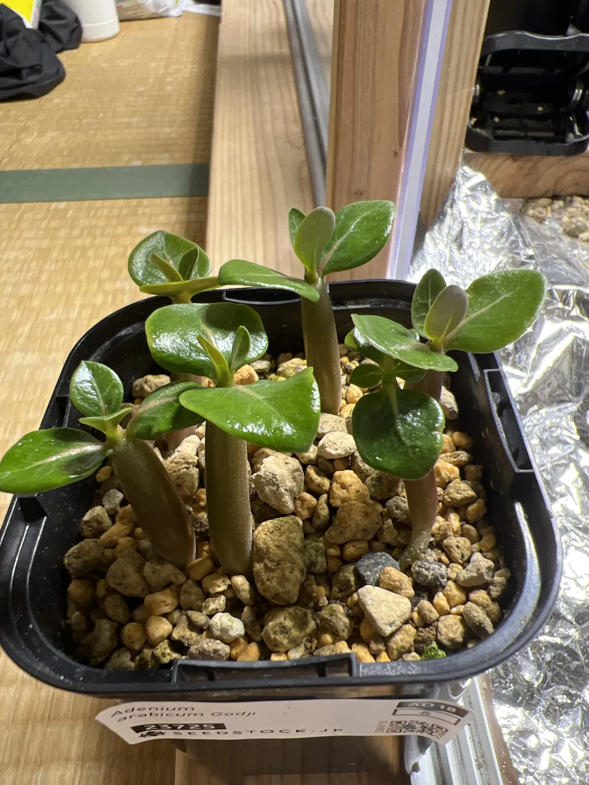 Adenium arabicum (アデニウム アラビカムゴッジ)