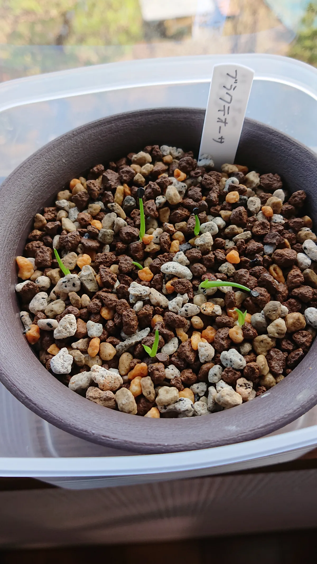 Agave bracteosa (アガベ ブラクテオーサ)