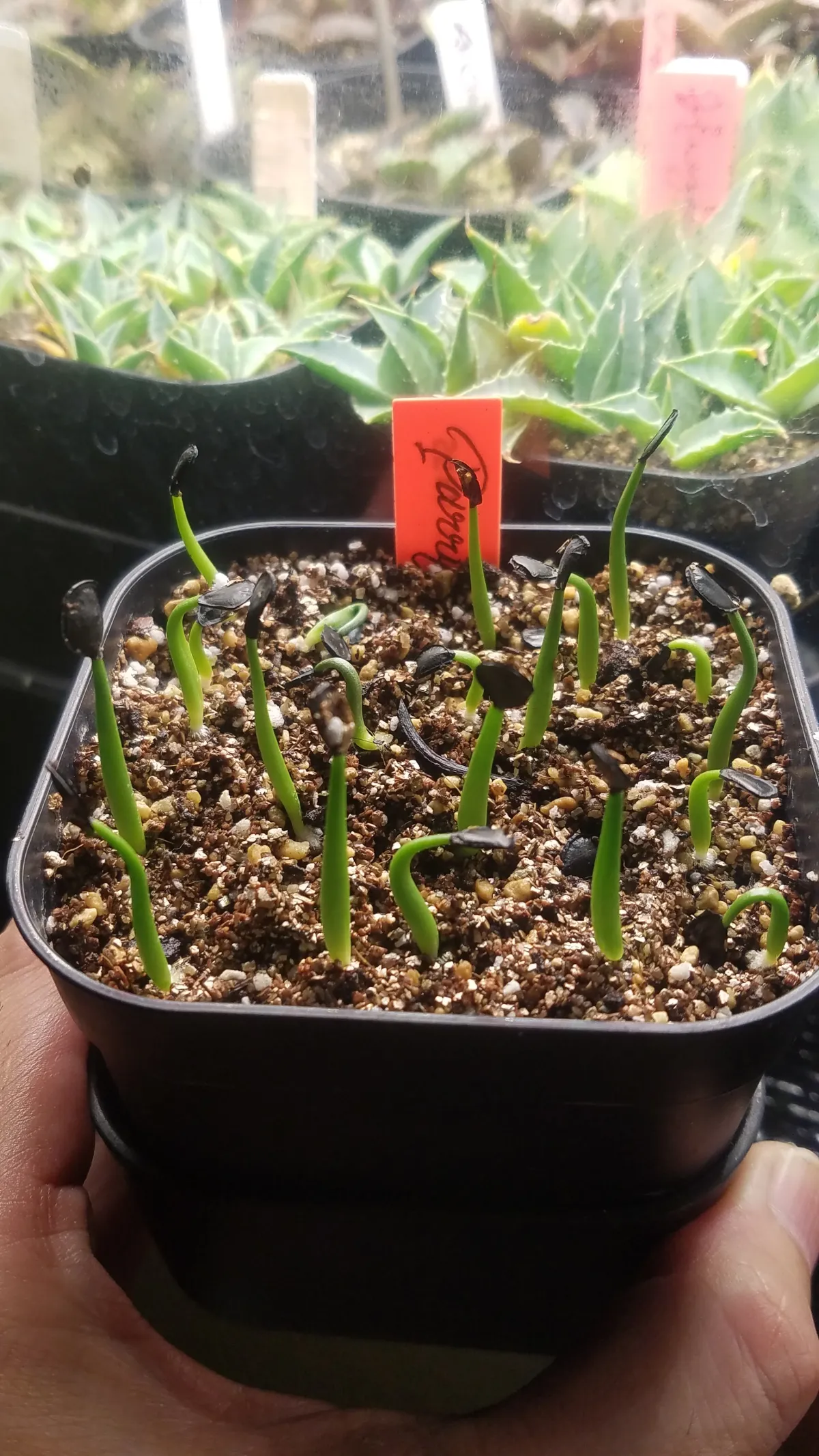 Agave parryi x flexispina (アガベ パリー x フレキシスピナ)