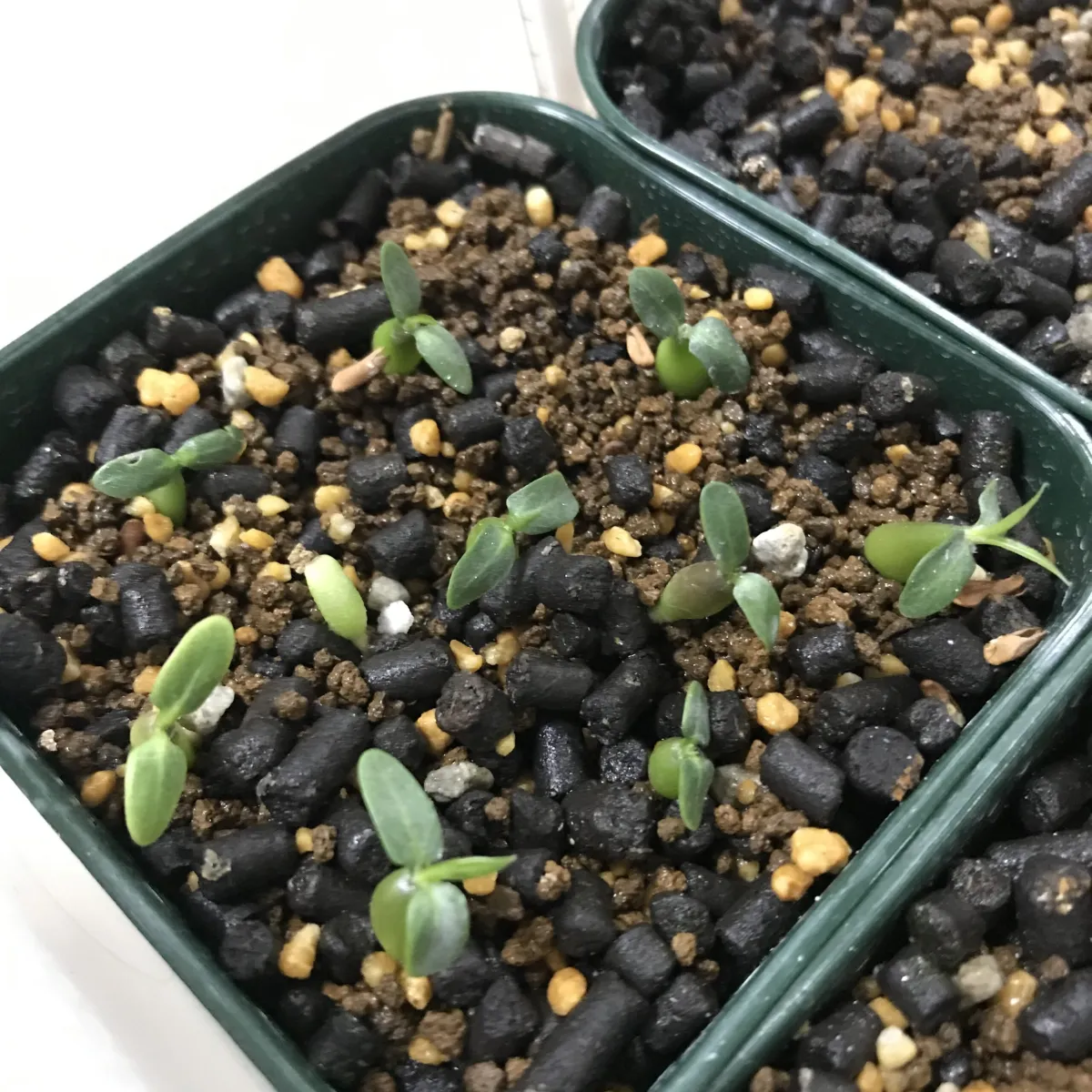 Pachypodium rosulatum ssp. rosulatum (パキポディウム ロスラーツム)