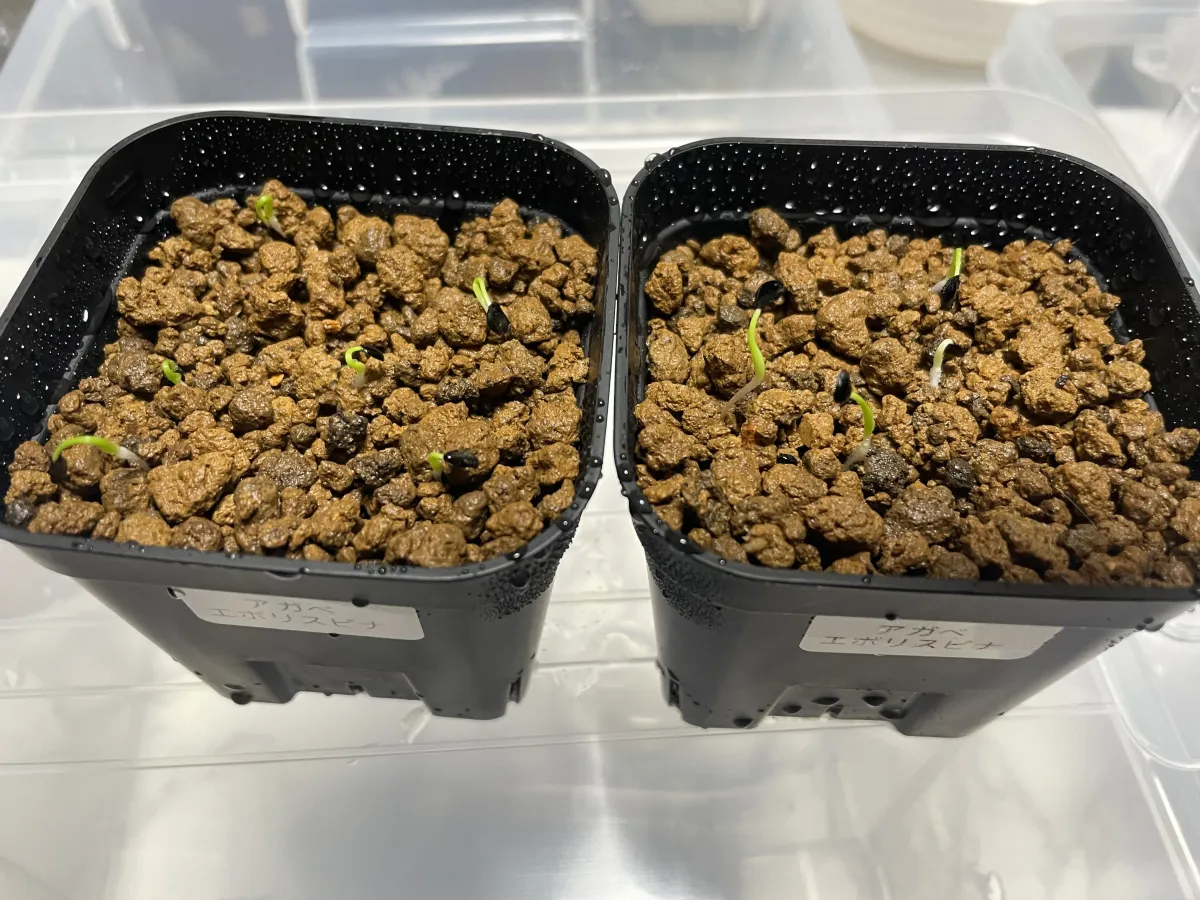 Agave utahensis var. eborispina (アガベ エボリスピナ)