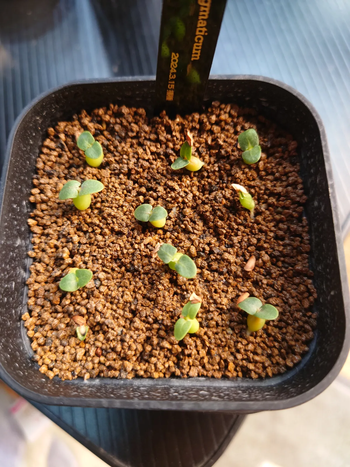 Pachypodium enigmaticum (パキポディウム エニグマチカム)