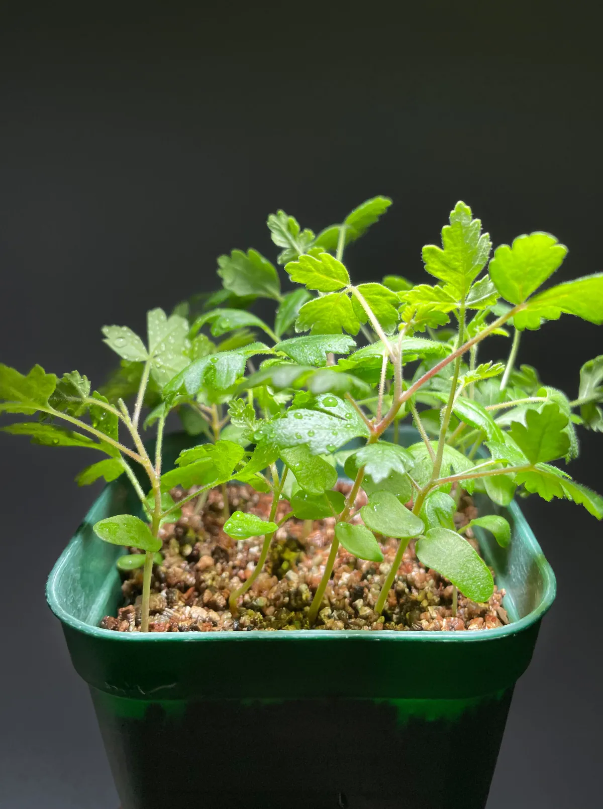 Pachycormus discolor (パキコルムス ディスカラー)