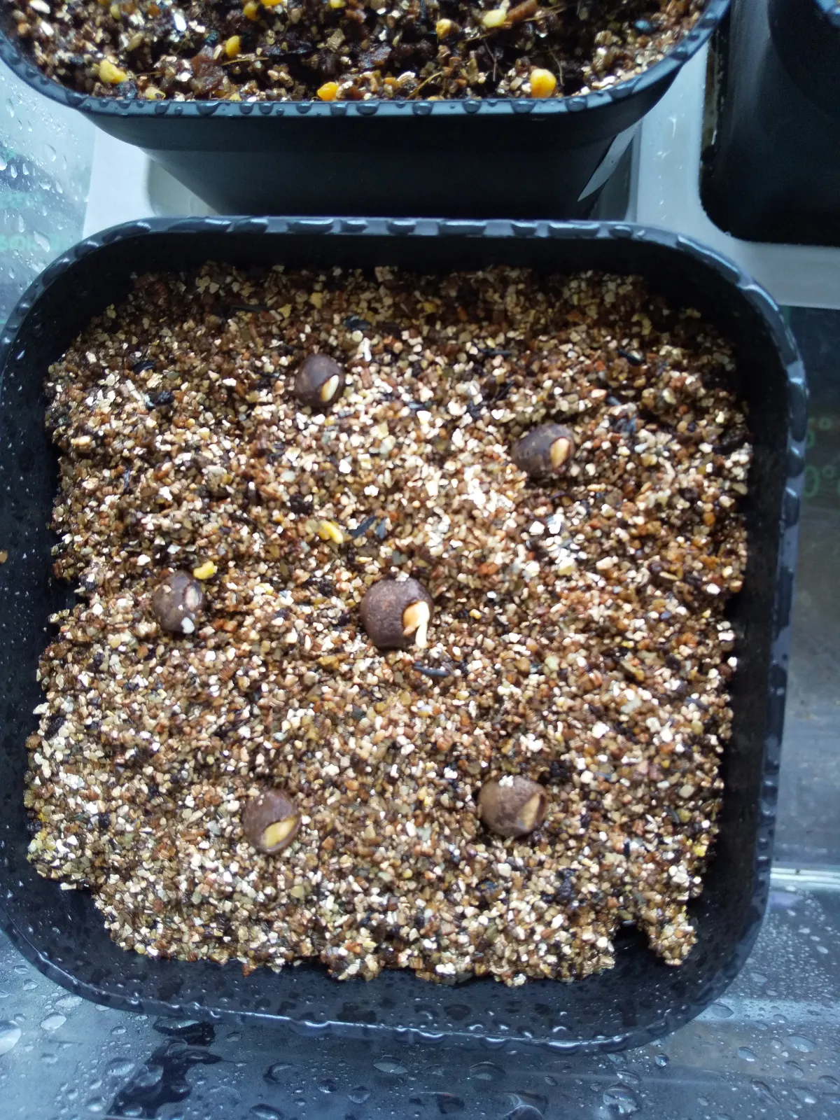 Operculicarya pachypus (オペルクリカリア パキプス)