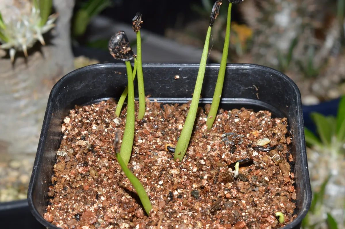 Agave vizcainoensis (アガベ ビスカイノエンシス)