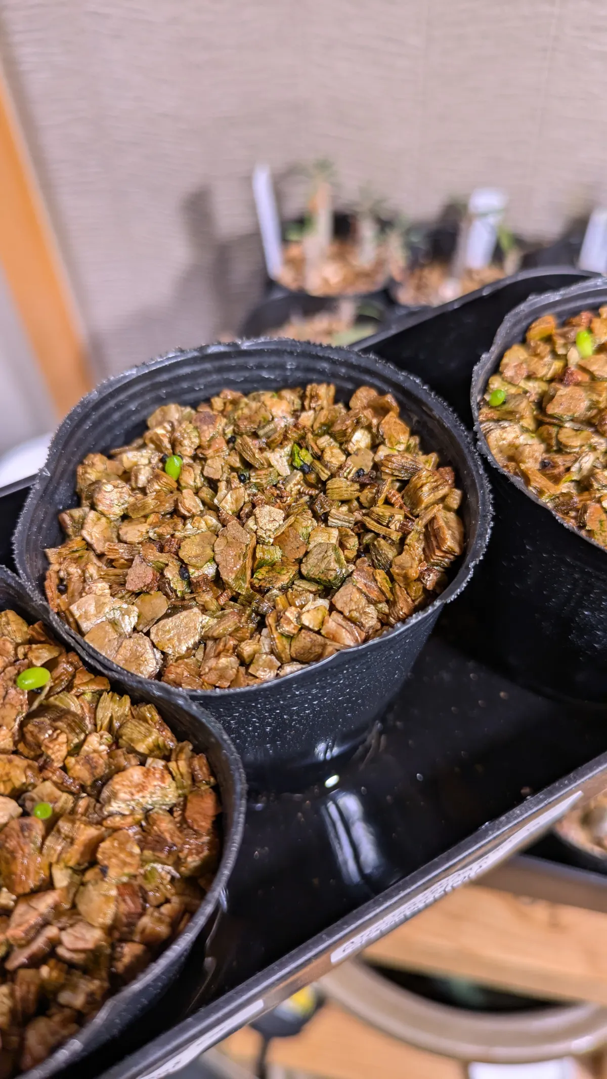 Ariocarpus kotschoubeyanus var. elephantidens (アリオカルプス エレファンティデンス)