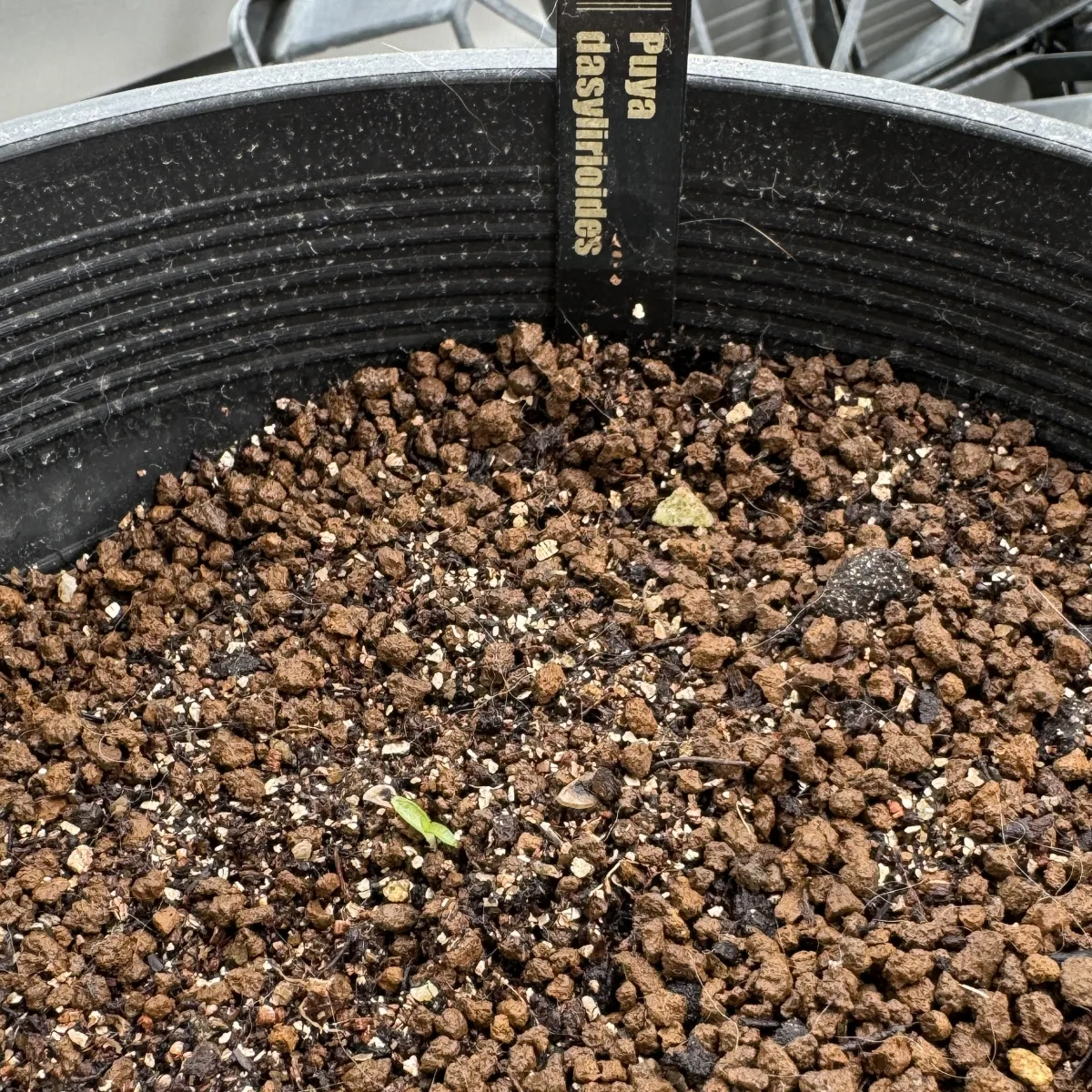 Puya dasylirioides (プヤ ダシリリオイデス)