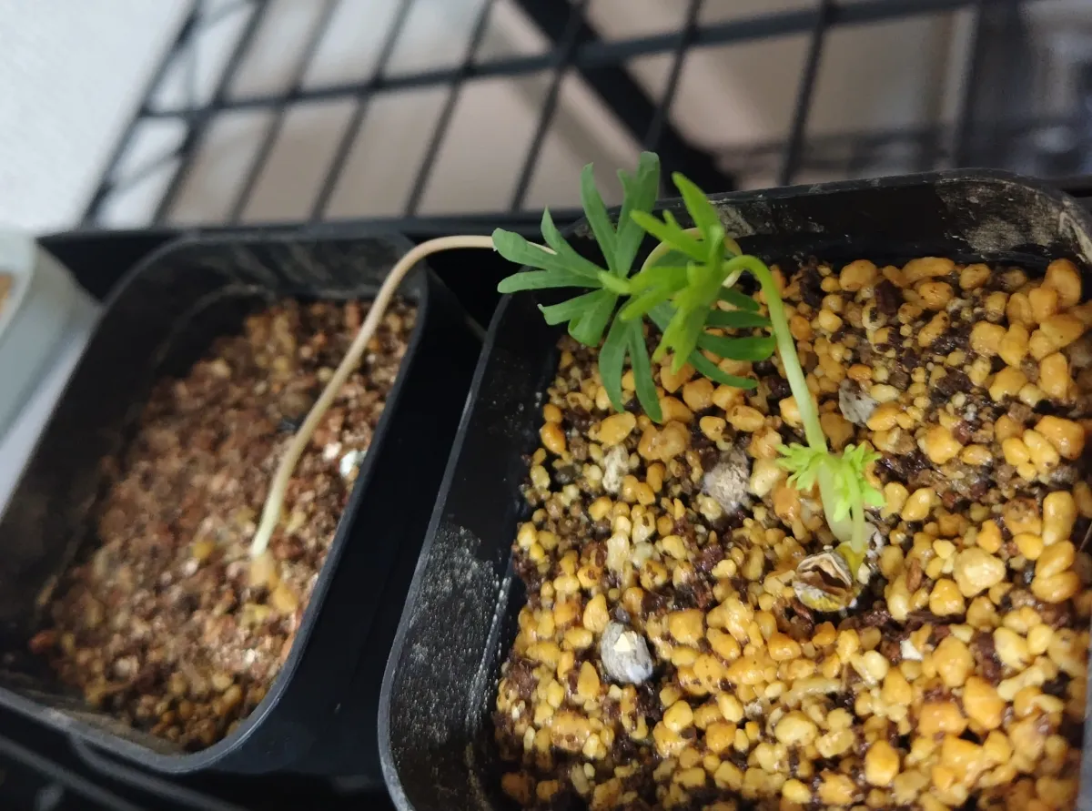 Bursera fagaroides (ブルセラ ファガロイデス)