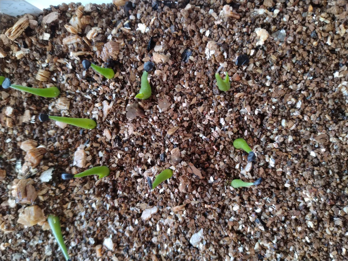 Agave utahensis var. eborispina (アガベ エボリスピナ)