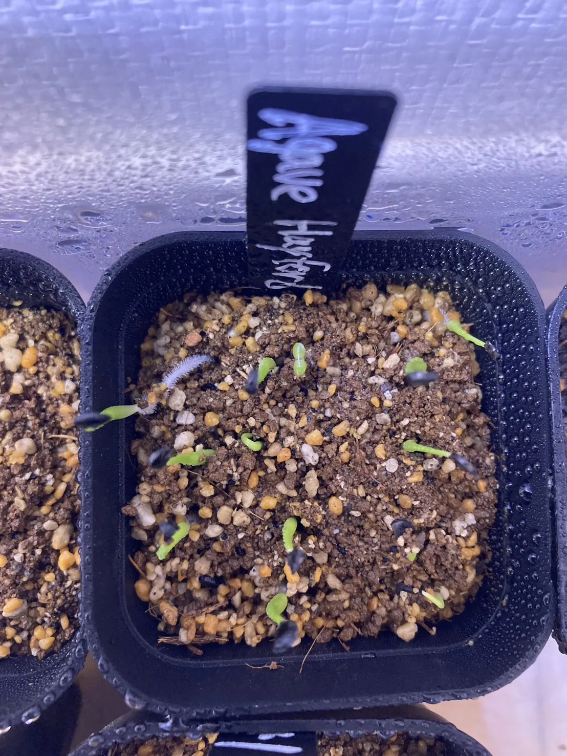 Agave utahensis var. eborispina 'Hayford' (アガベ エボリスピナ ヘイフォード)