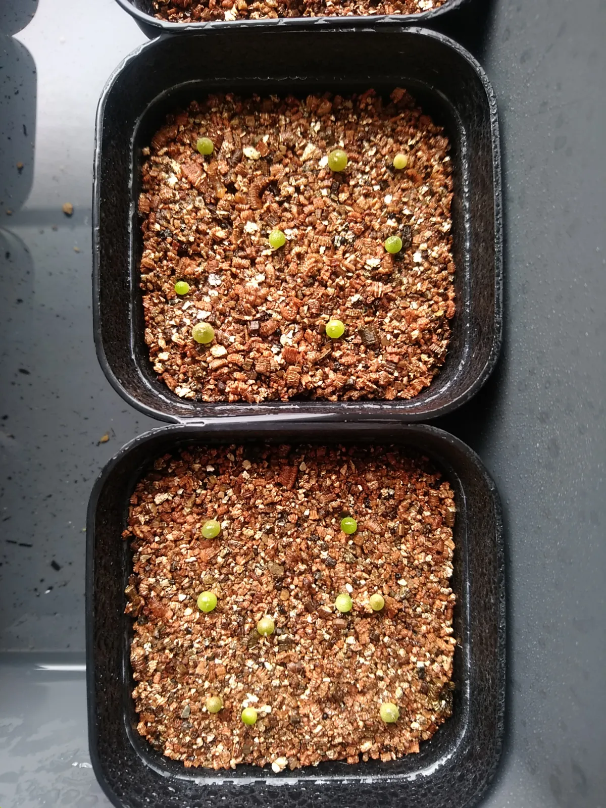 Lophophora fricii (ロフォフォラ 疣銀冠玉)