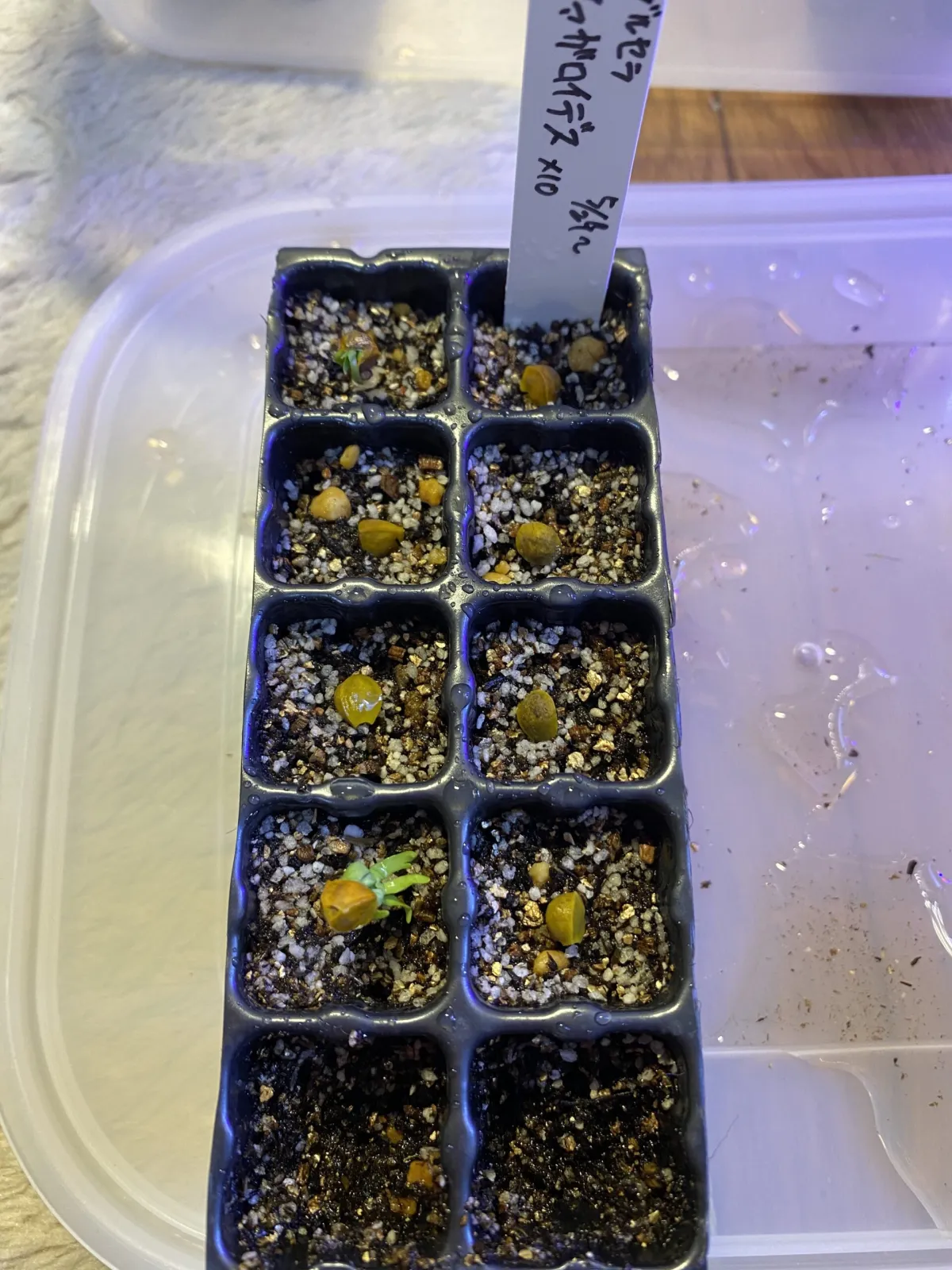 Bursera fagaroides (ブルセラ ファガロイデス)