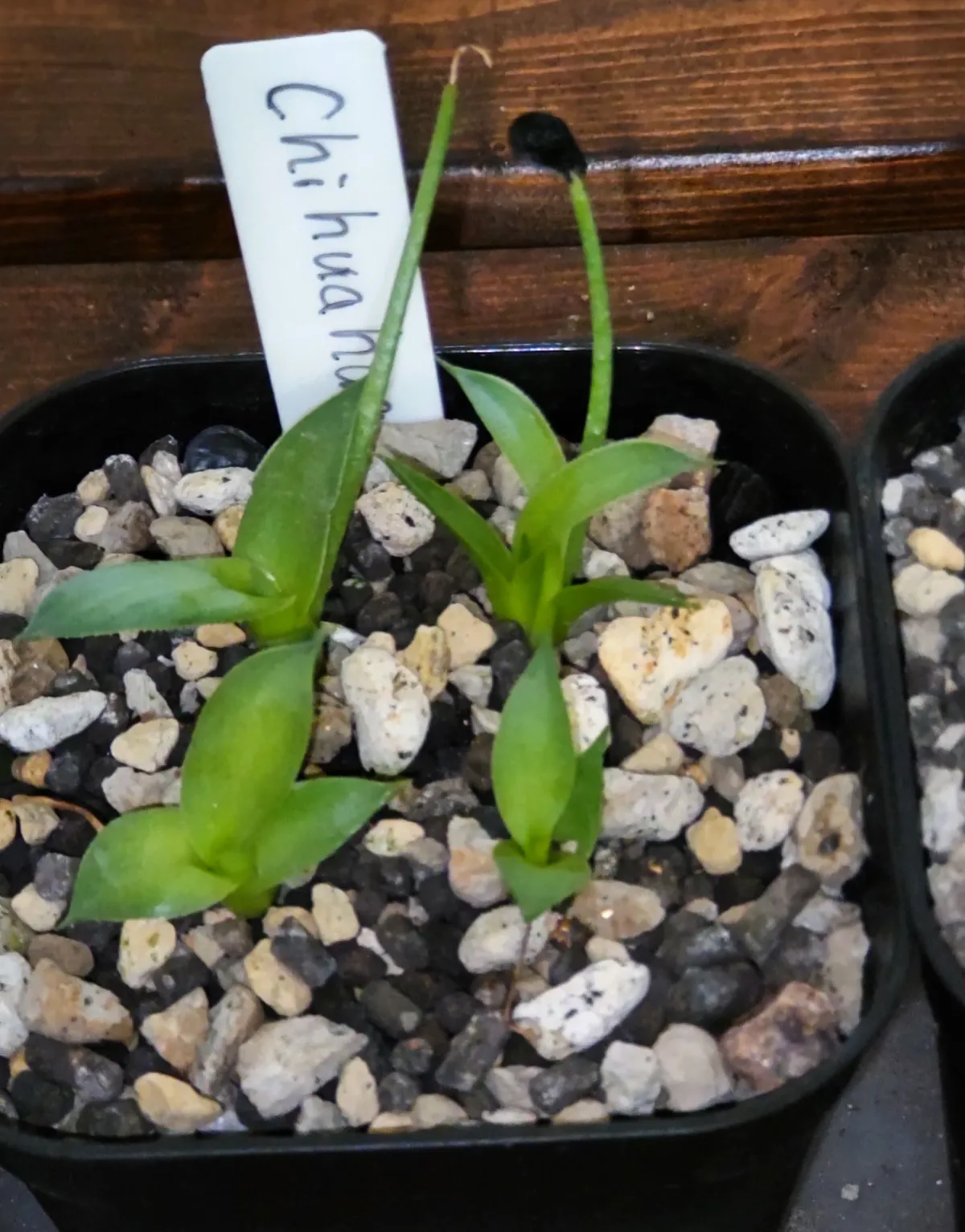 Agave parryi 'Chihuahua' (アガベ パリー チワワ)