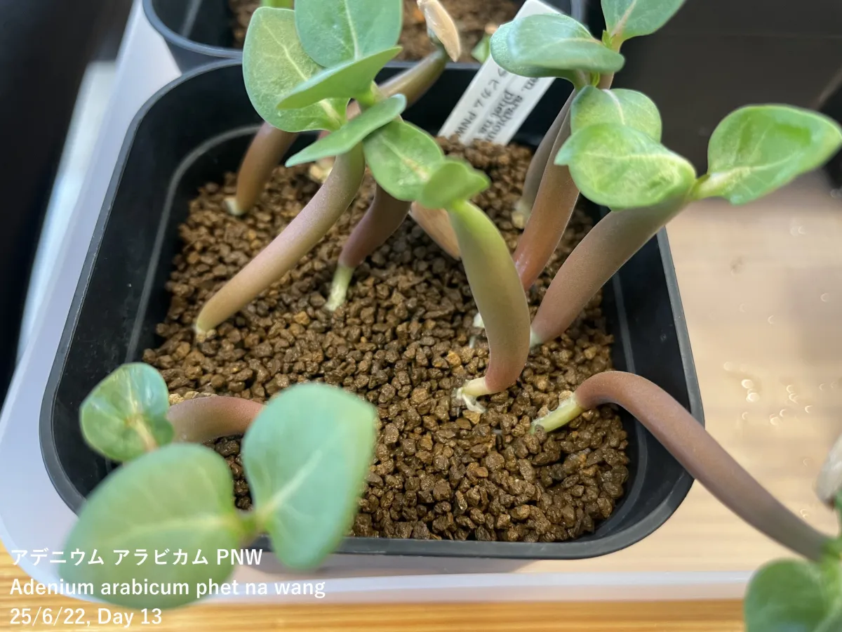 Adenium arabicum (アデニウム アラビカム)