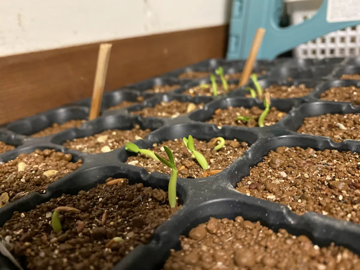 Pachypodium rosulatum ssp. cactipes (パキポディウム カクチペス)
