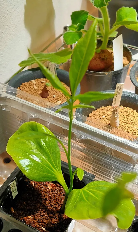 [モニター種子] バオバブ Adansonia gregorii