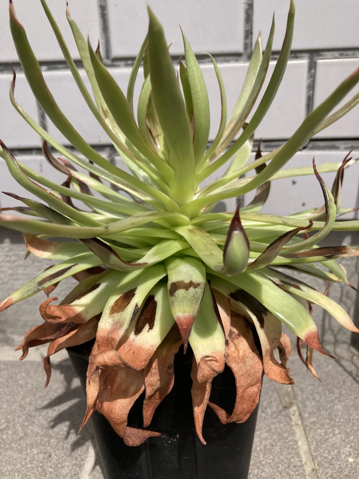 Dudleya brittonii (ダドレヤ ブリトニー)