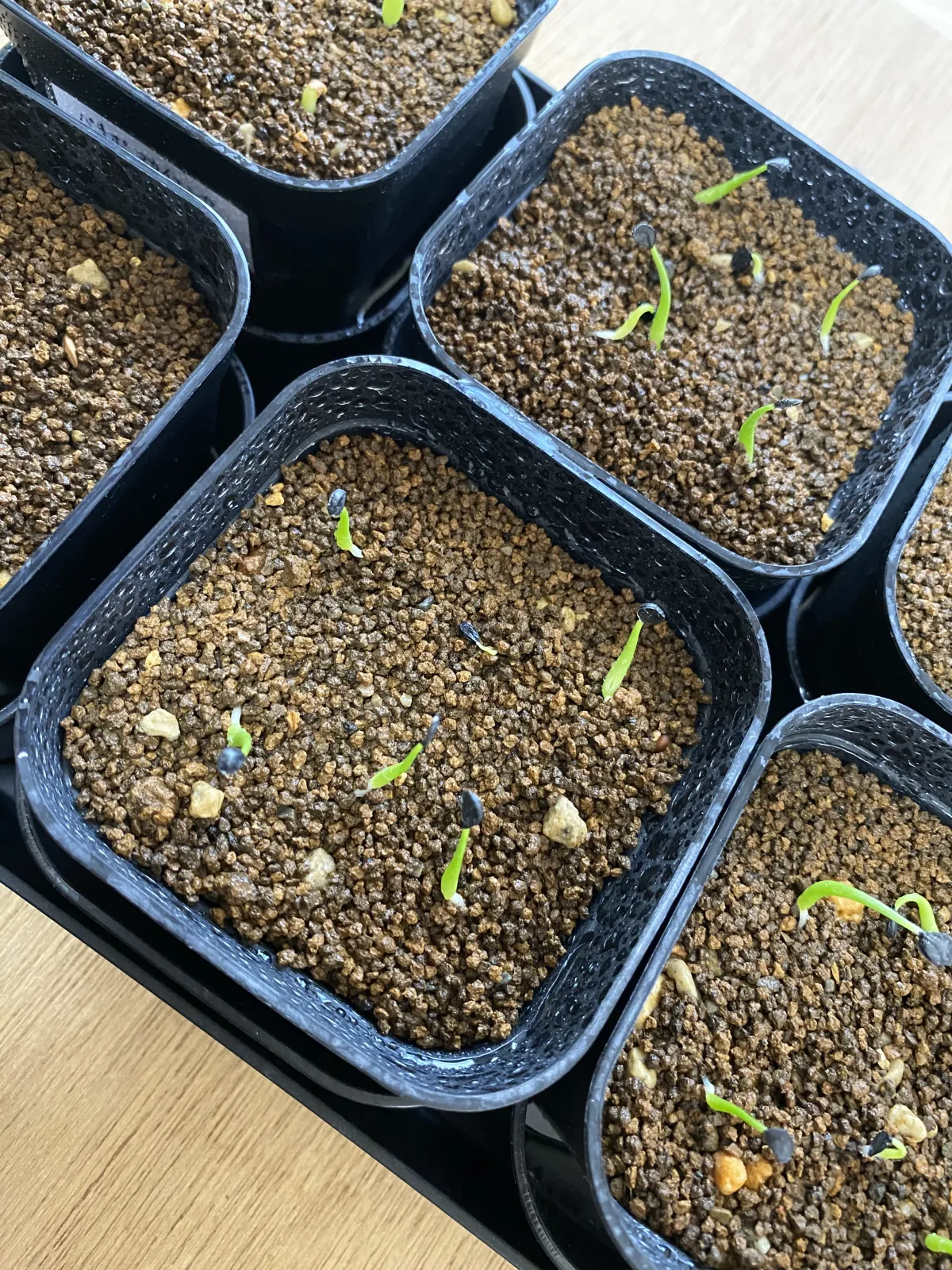 Agave utahensis var. eborispina (アガベ エボリスピナ)