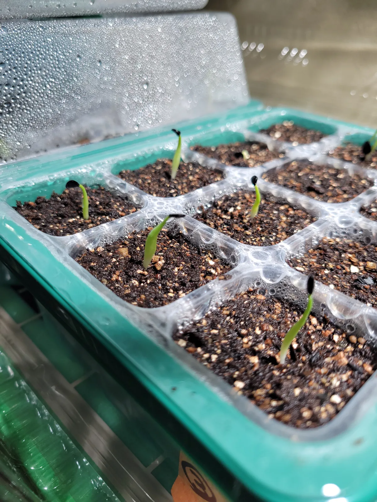 Agave oteroi (アガベ オテロイ)