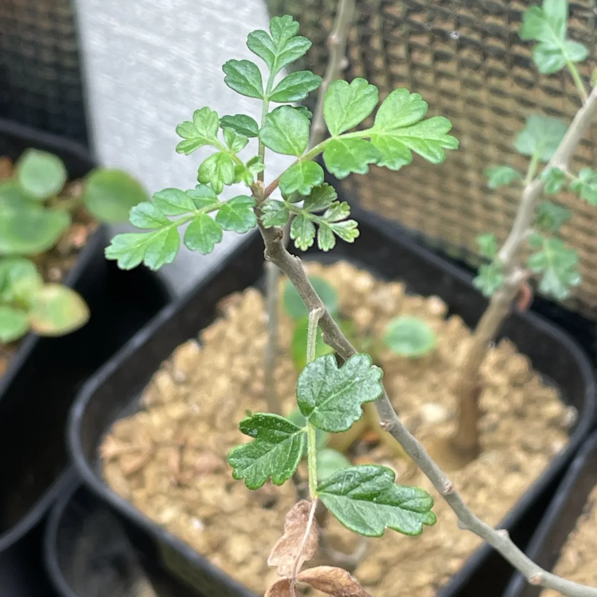 Pachycormus discolor (パキコルムス ディスカラー)