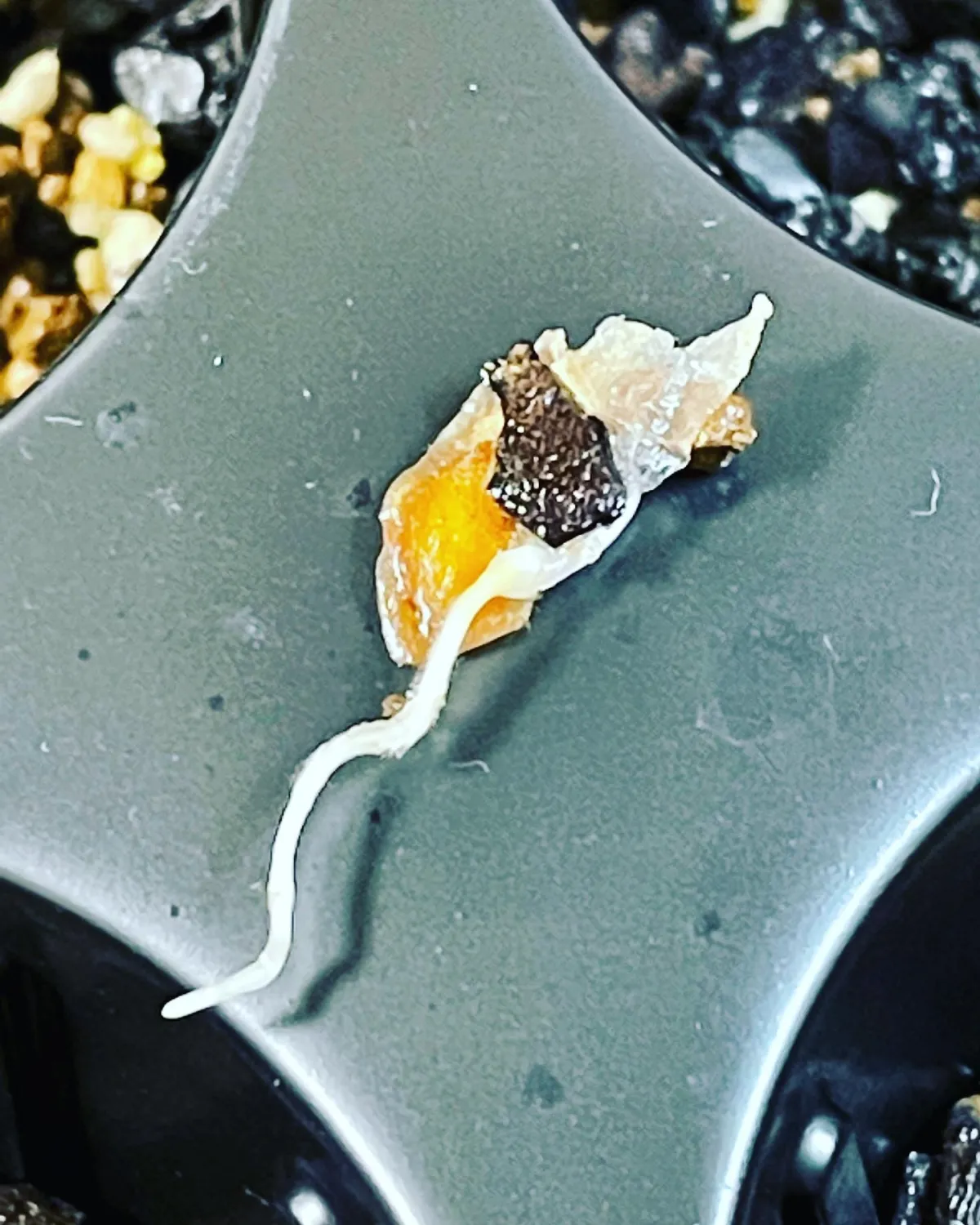 Dioscorea elephantipes (ディオスコレア エレファンティペス アフリカ亀甲竜)