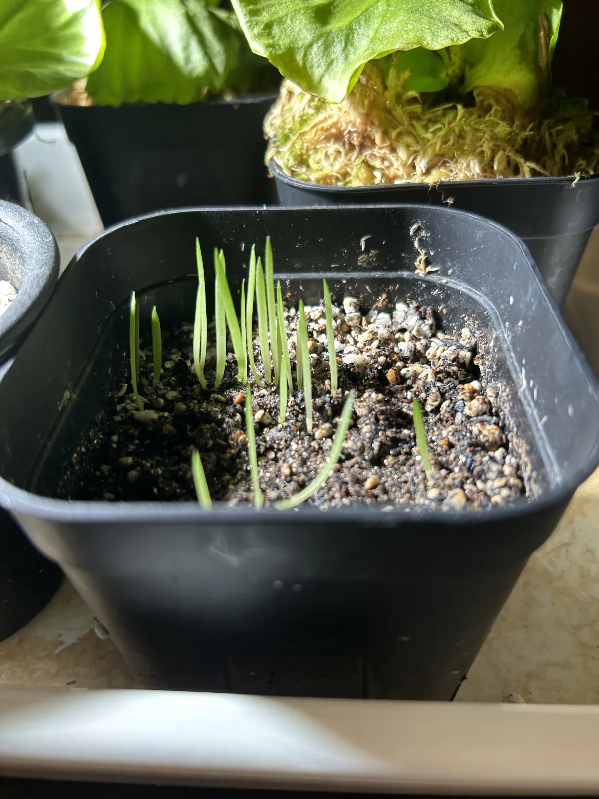 Aloe charlotteae (アロエ シャルロッティ)