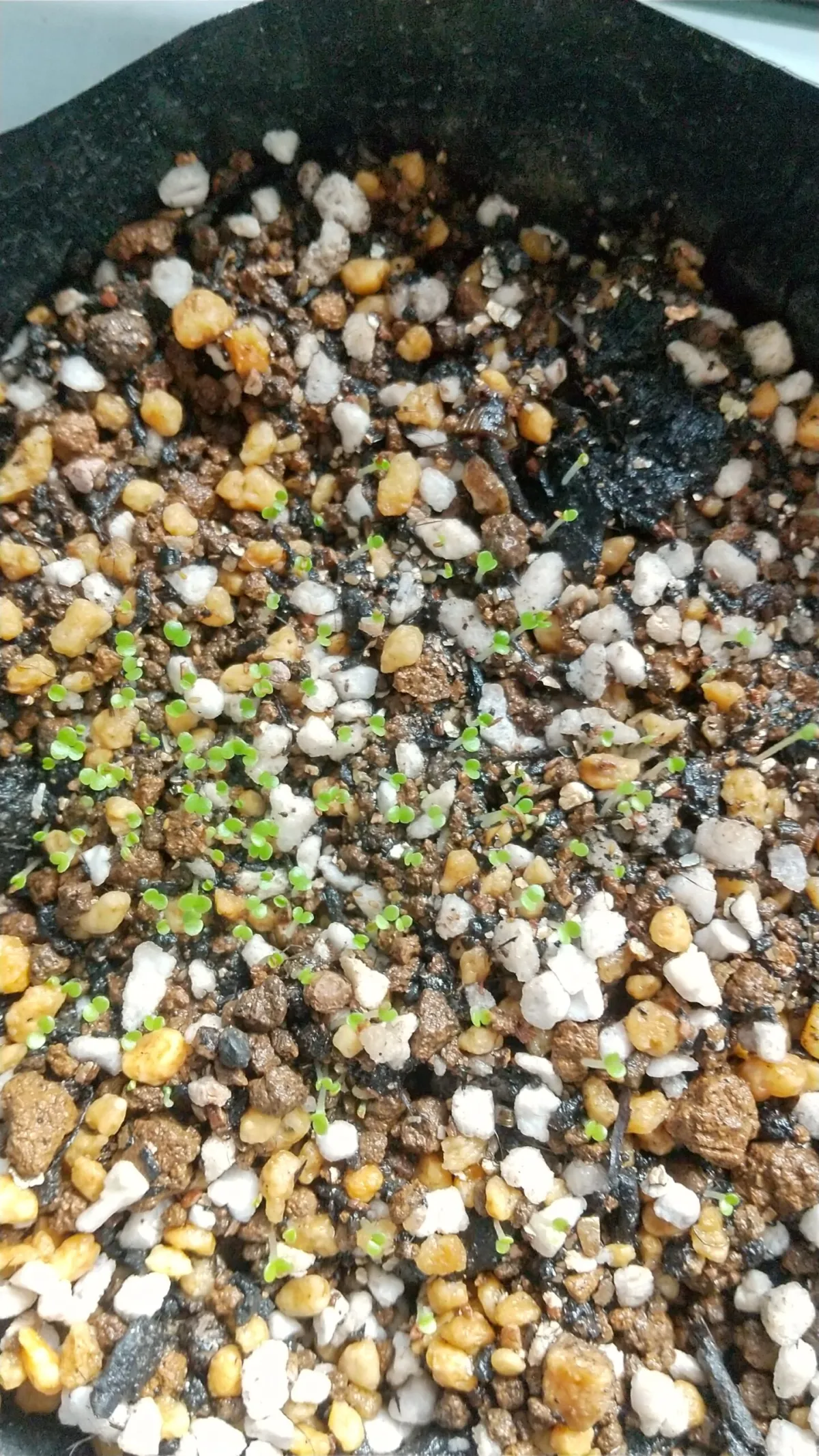 Tylecodon paniculatus (ティレコドン パニクラタス)