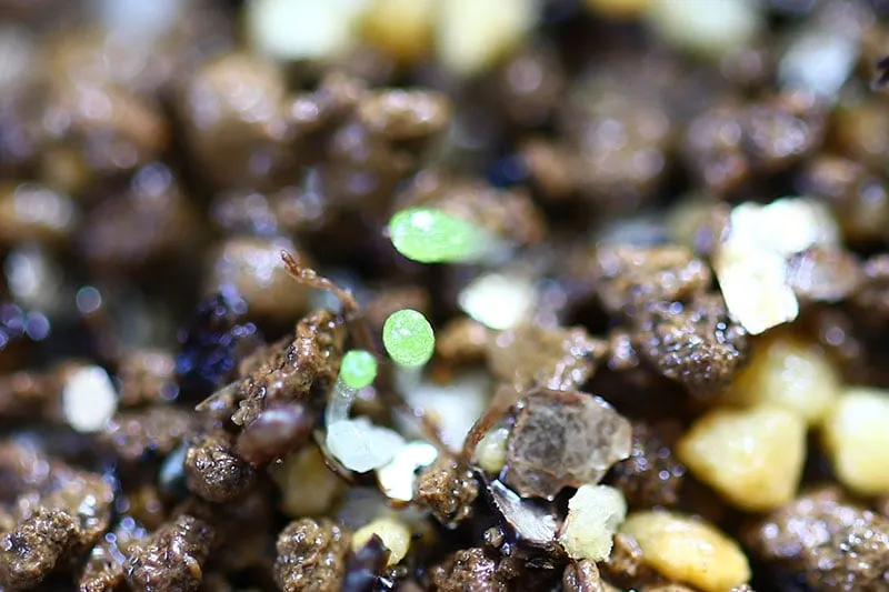 Conophytum burgeri (コノフィツム ブルゲリ)