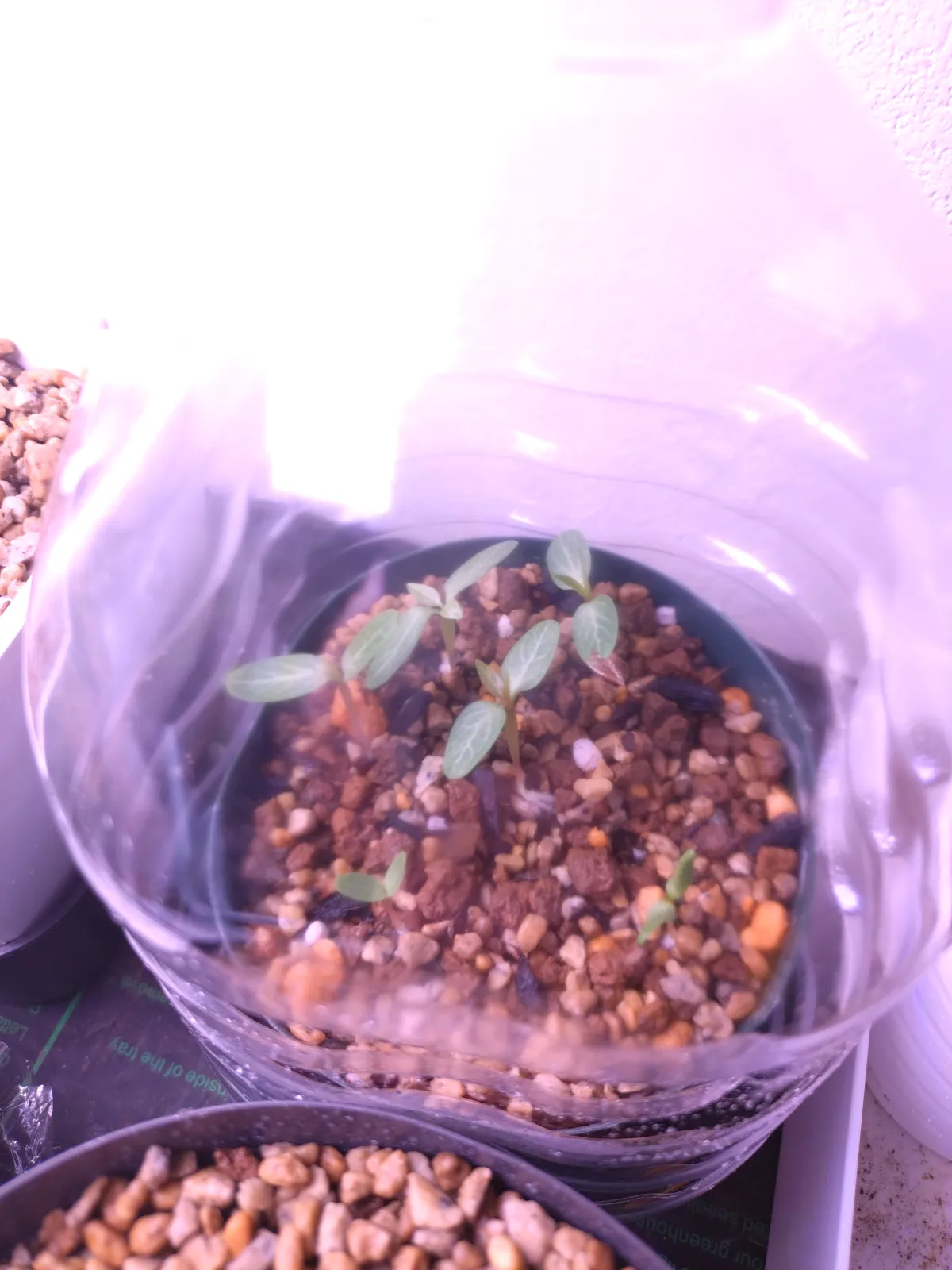 Fouquieria purpusii (フォークイエリア プルプシー)