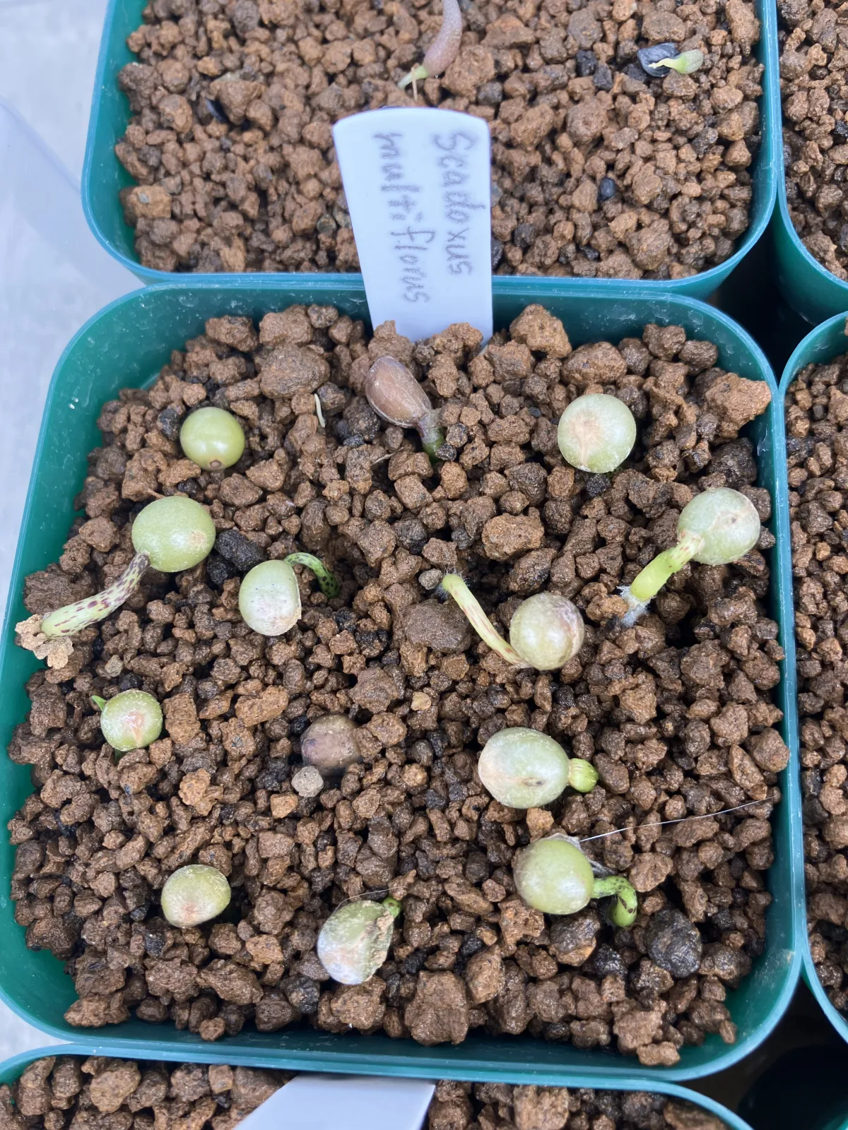 Scadoxus multiflorus (スカドクサス マルチフローラス 発根)