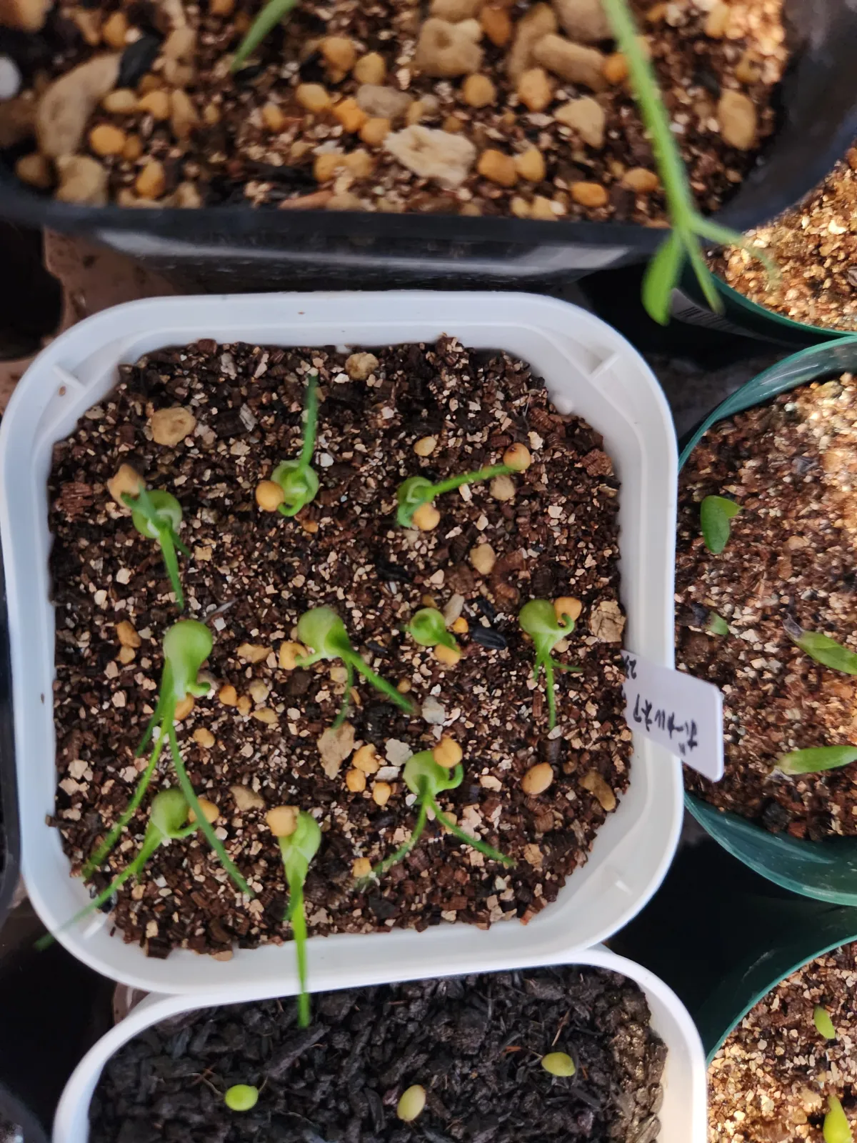 Beaucarnea gracilis (ボーカルネア グラキリス)