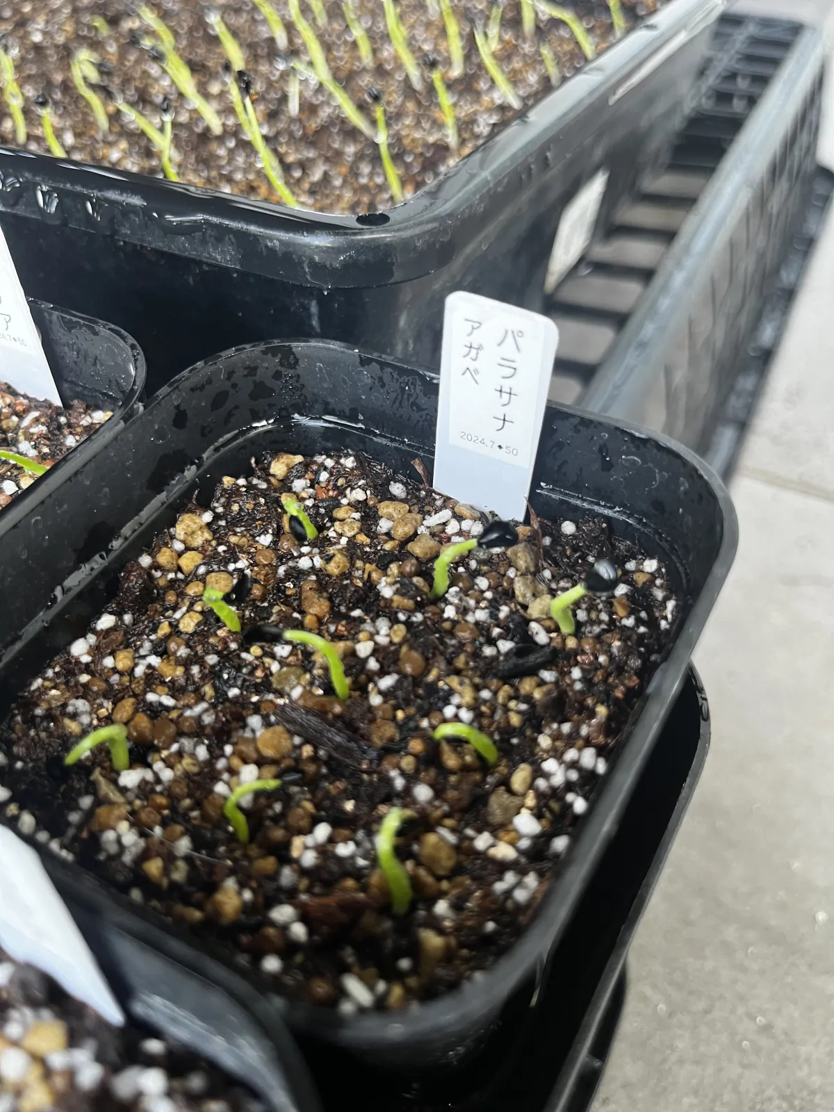 Agave parrasana (アガベ パラサナ)