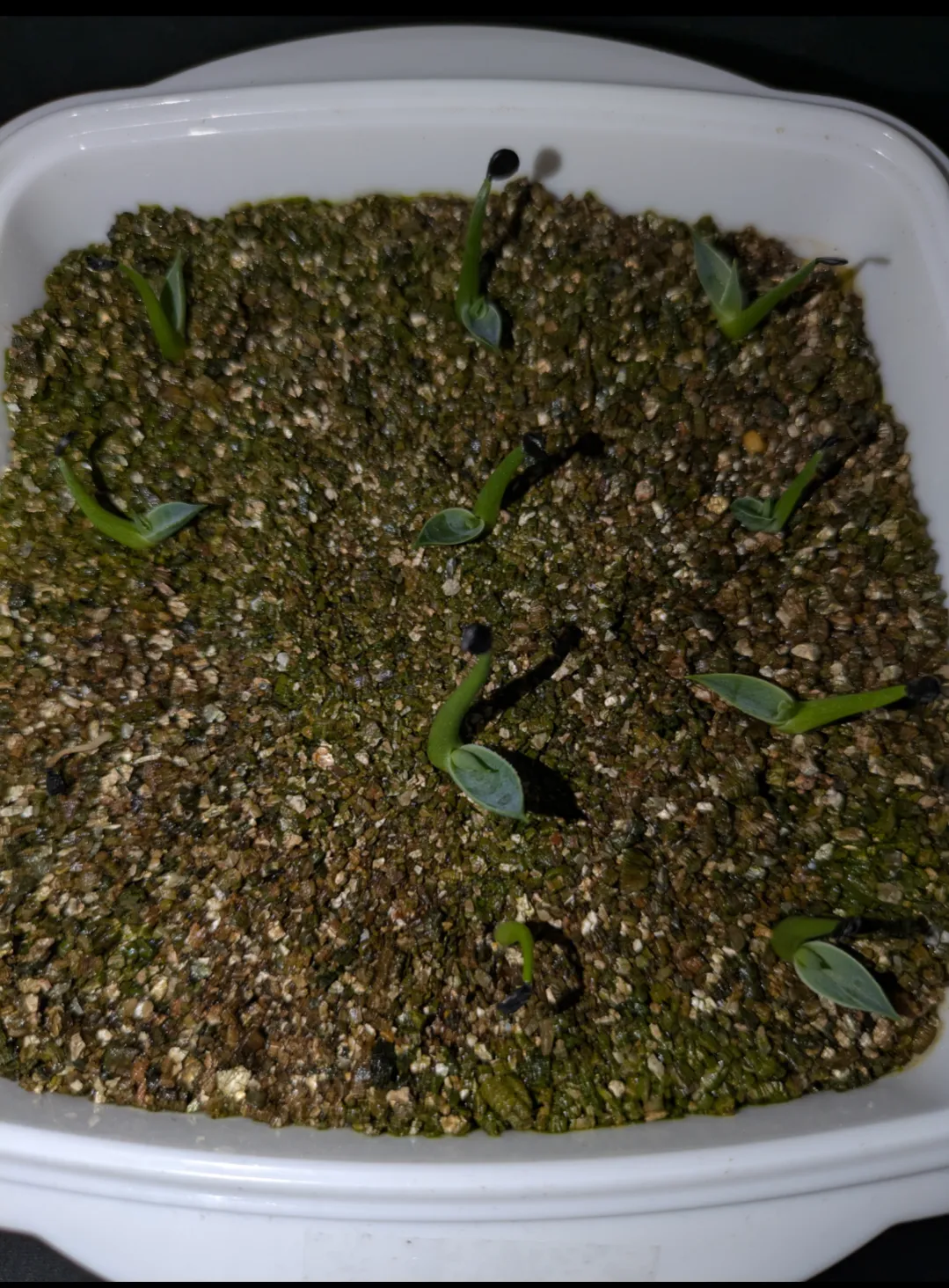 Agave utahensis var. eborispina 'Hayford' (アガベ エボリスピナ ヘイフォード)