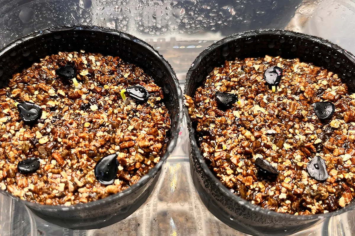 Agave parryi x flexispina (アガベ パリー x フレキシスピナ)