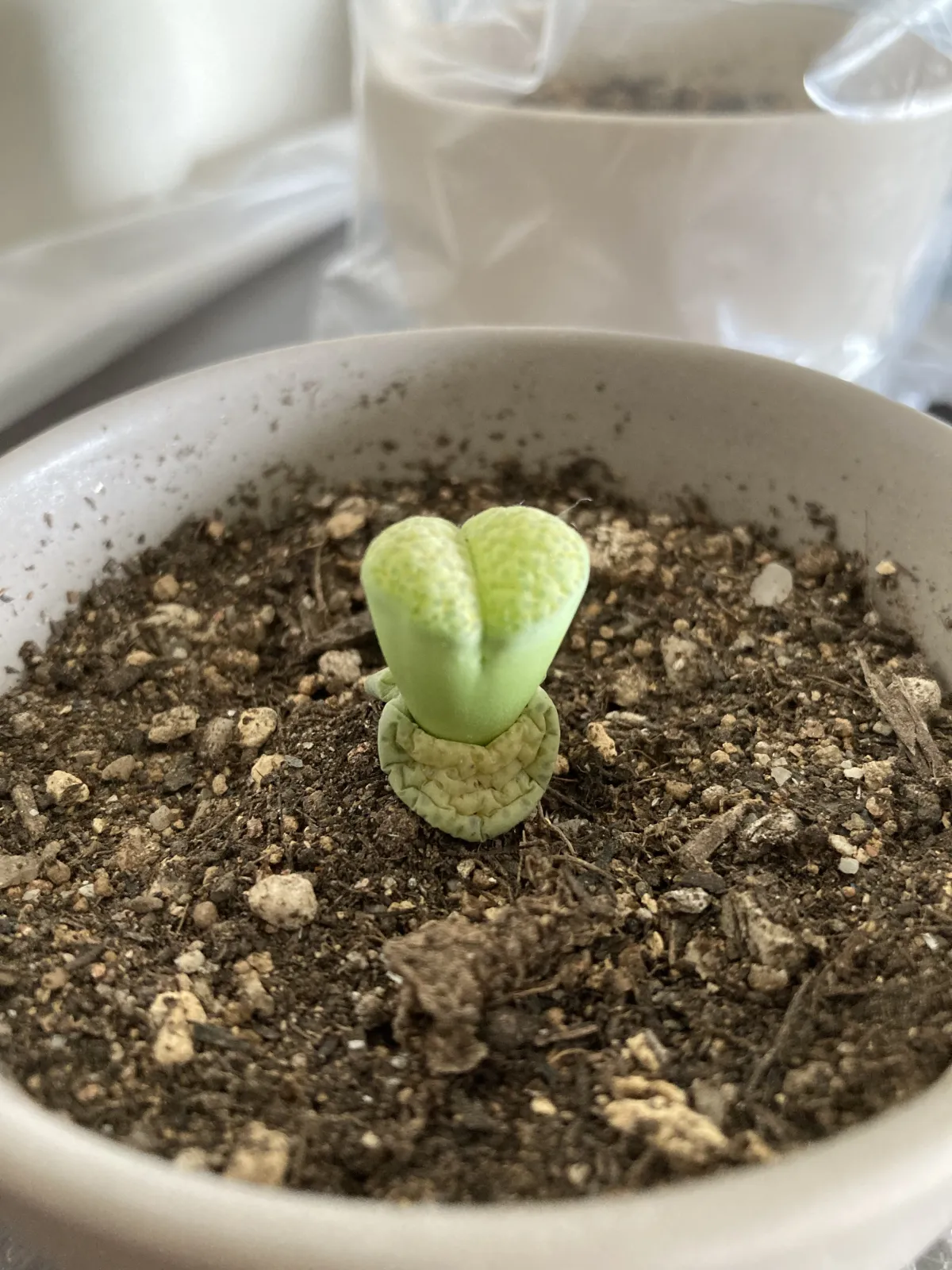 Lithops Mix (リトープス ミックス)