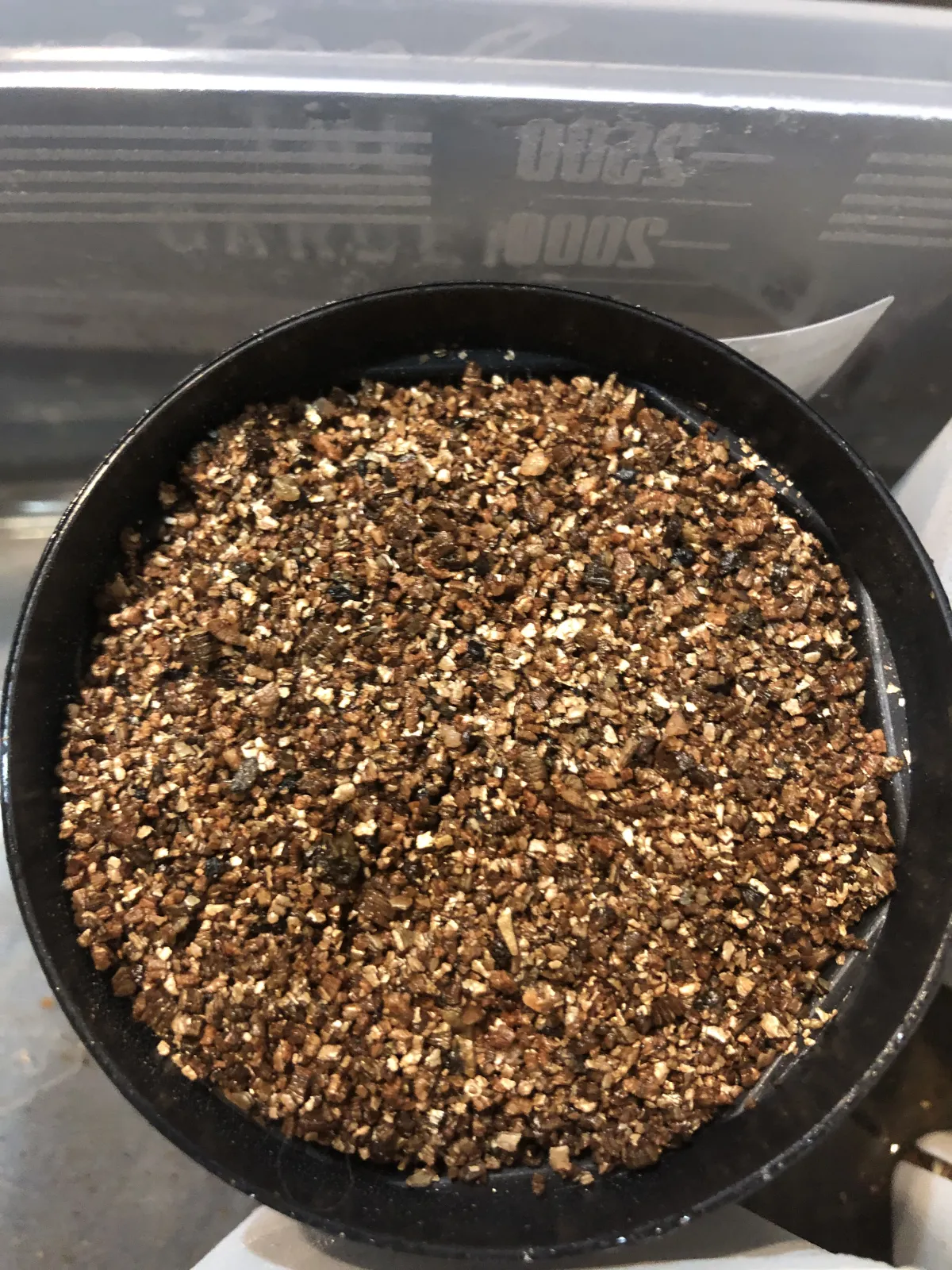 Stenocereus eruca (ステノセレウス イルカ)