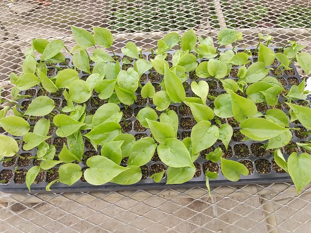 Monstera deliciosa Tauerii (モンステラ タウエリー)