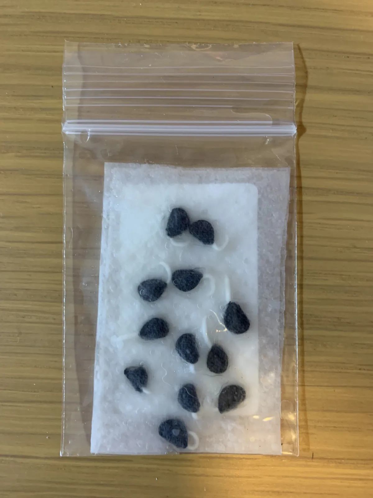 Agave asperrima subsp. maderensis (アガベ アスペリーマ マデレンシス)