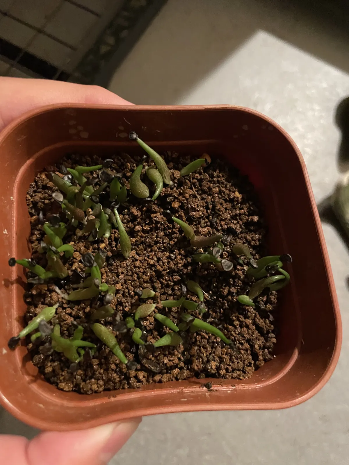 Agave oteroi (アガベ オテロイ)