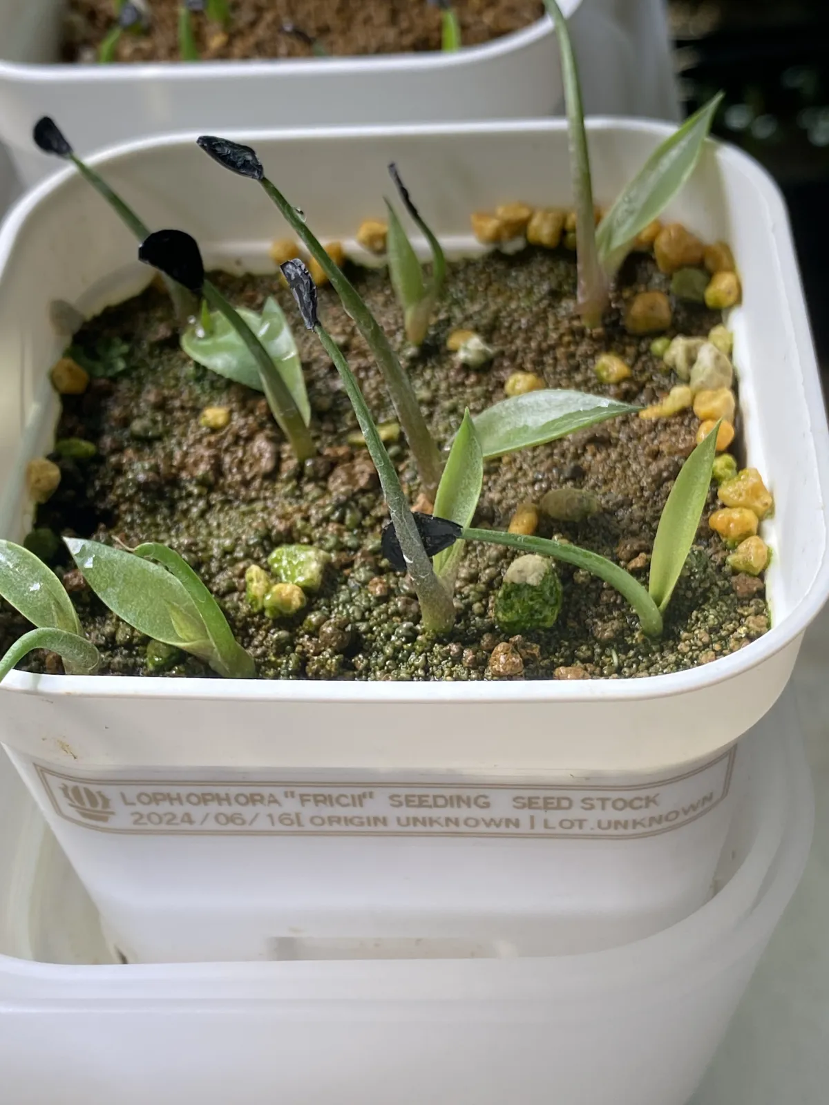 Lophophora fricii (ロフォフォラ 疣銀冠玉)